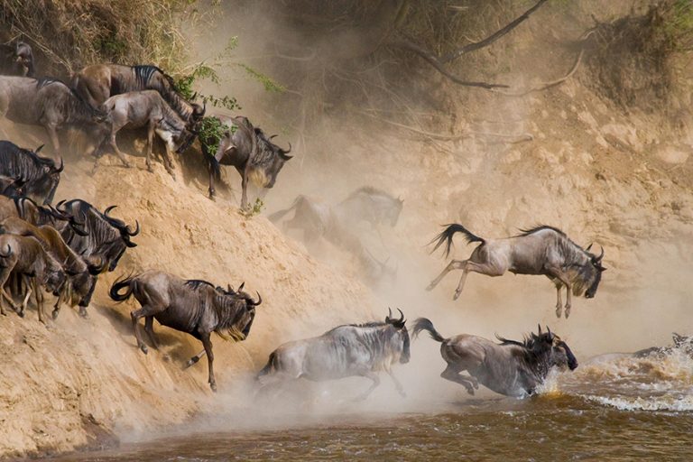 7-Day Wildebeest Journey Fly out to Serengeti - Mid-Range