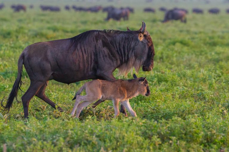 8 Day Ndutu Calving season Serengeti Migration
